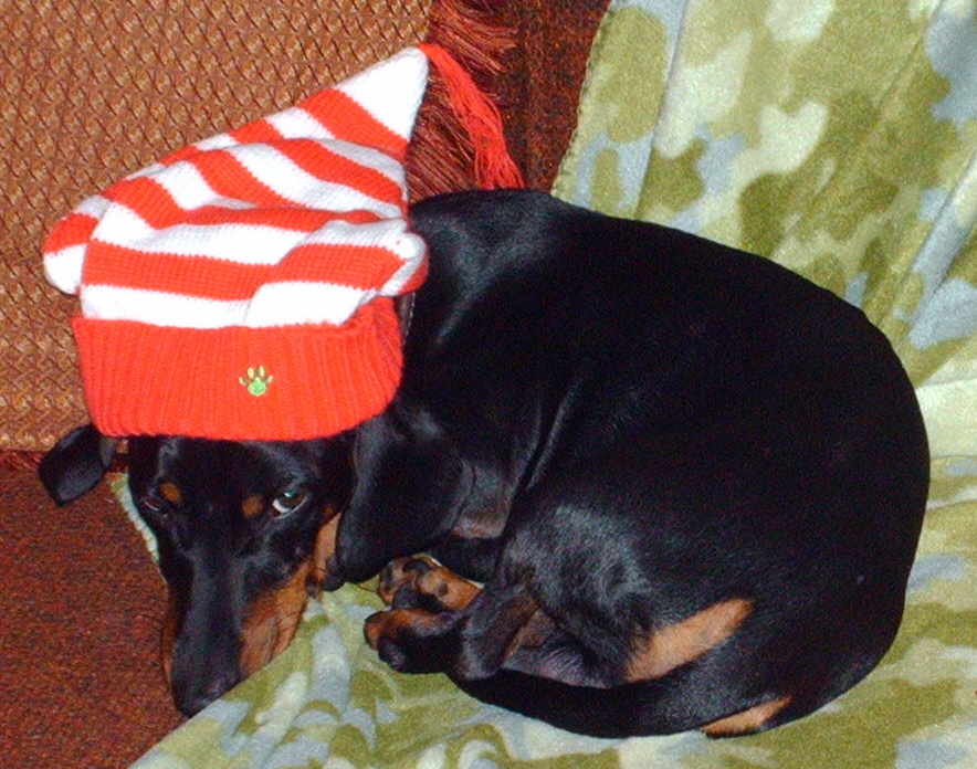 max with a Christmas hat on and not real amused
